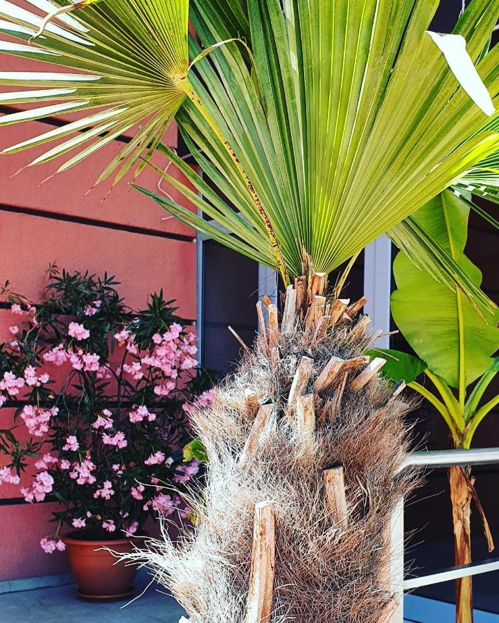 Apartament Cacao Residence Sunny Beach Dış mekan fotoğraf